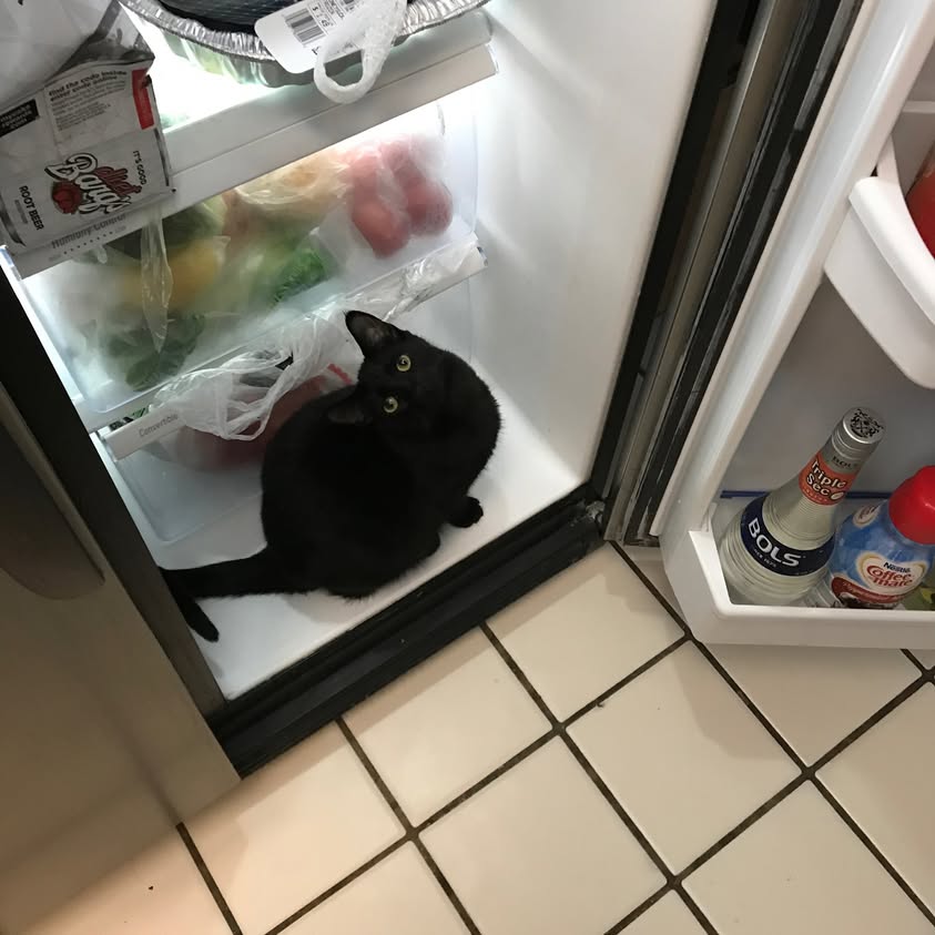 Princess Pepper liked to hop in the fridge
