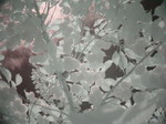 Infrared Photograph