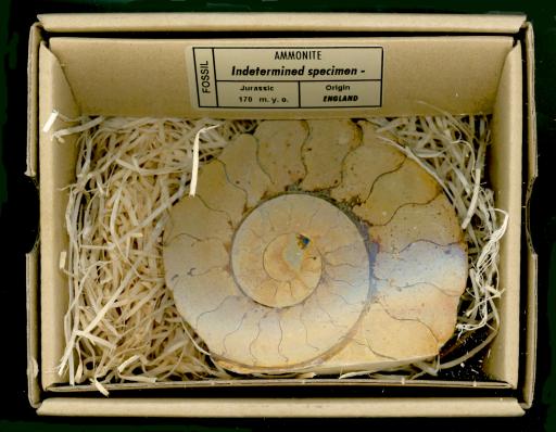ammonite fossil