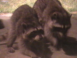 Masked Bandits Attack!