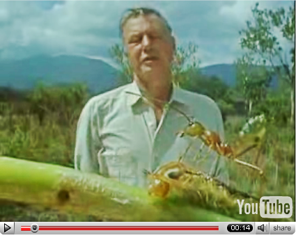 Wow!  That Ant is Huge!