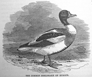 Duck