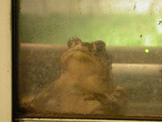 Frog Visitor