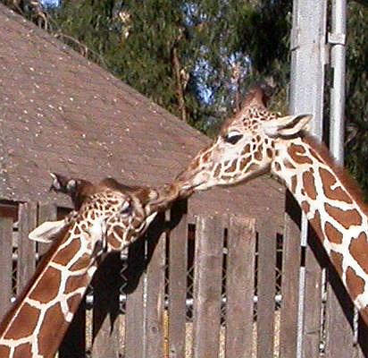 Smooching Giraffes