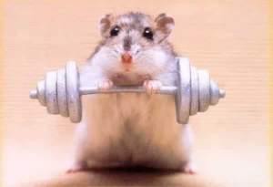 Summoning the power of the mighty hamster!