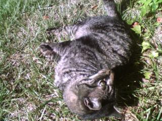 Scrappy, recovering after his last scrap