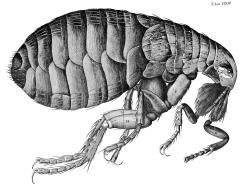 A Flea, as drawn by Hooke