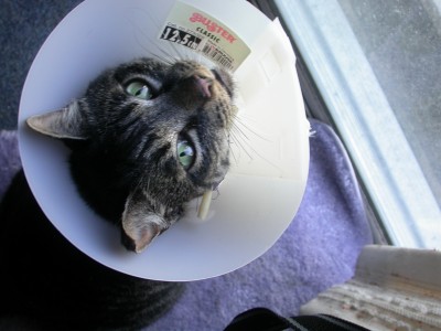 lamp