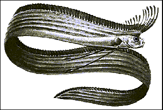 oarfish.gif