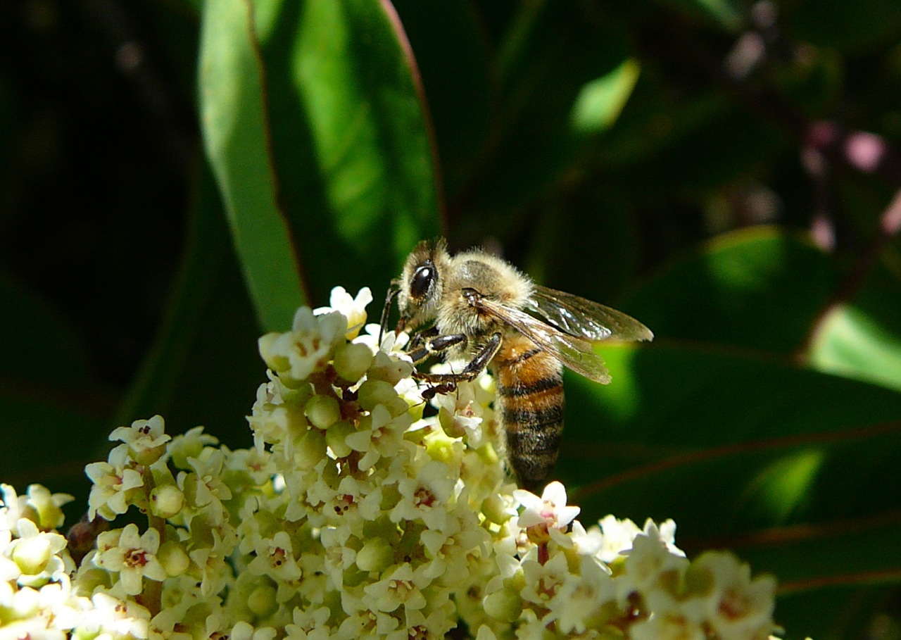 Un bee-lievable