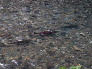 Salmon Swimming Upstream