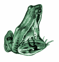 Frog, colorized