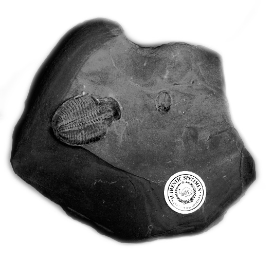 Trilobite