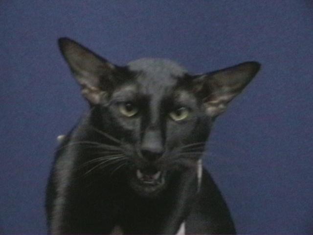 Cat or Gargoyle?